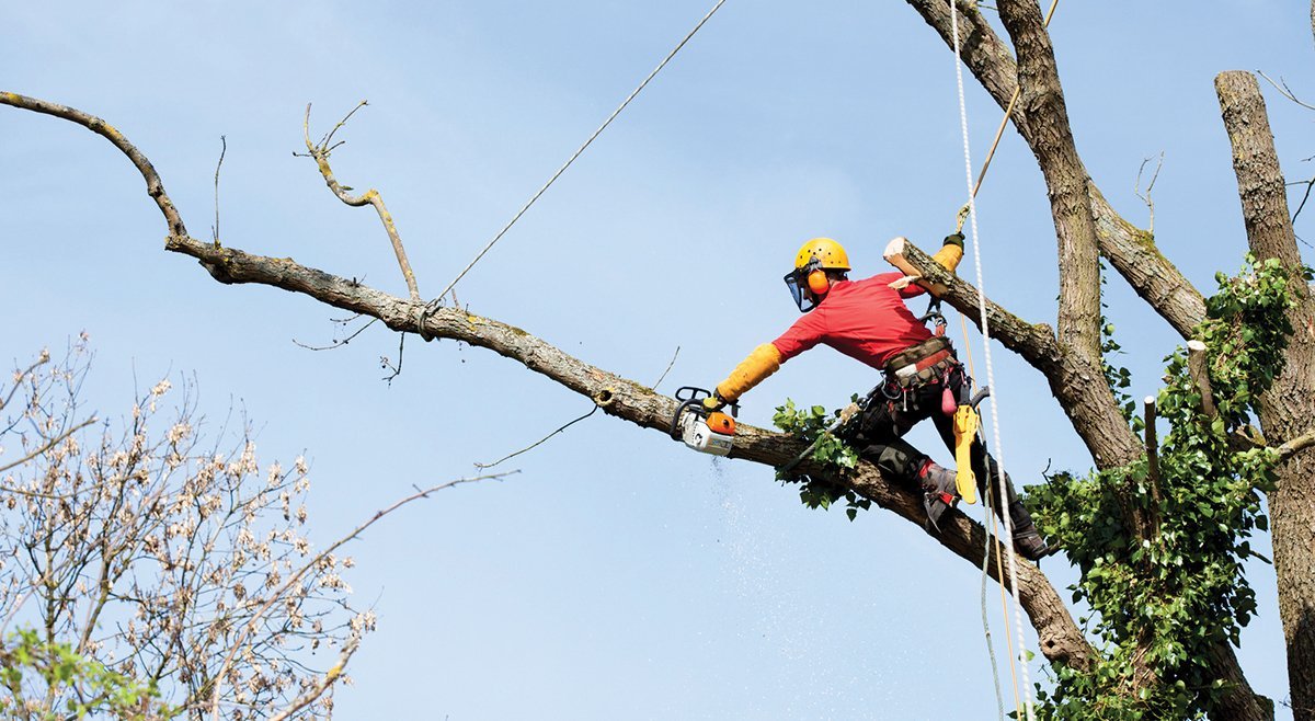 Tree Services